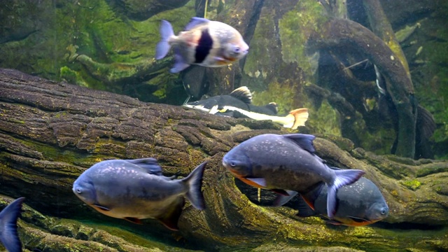 水族馆里的一群食人鱼。视频素材