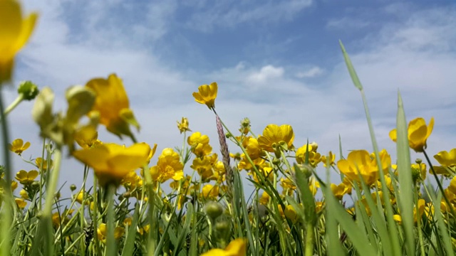 野黄花迎风招展。飞行的背景。抗应激的背景。平静的视频。4 k的视频。视频素材