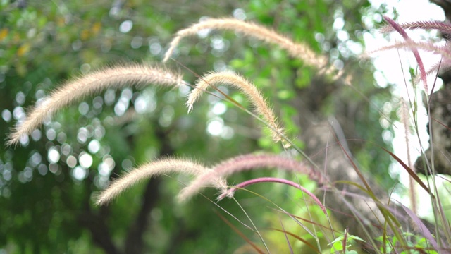 美丽的草花随风摇曳视频素材