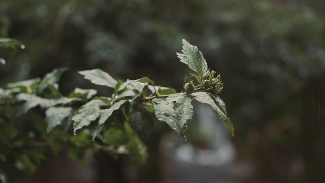 在阴天的天气预报中，雨正在浇花视频素材