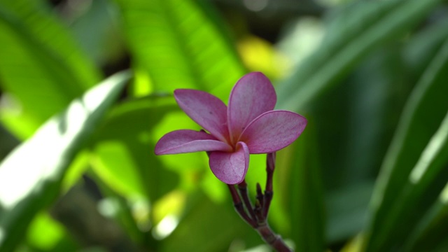 加勒比海的鸡蛋花视频素材