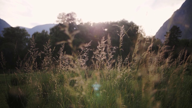 长草，夕阳西下视频素材