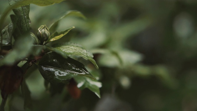 在阴天的天气预报中，雨正在浇花视频素材