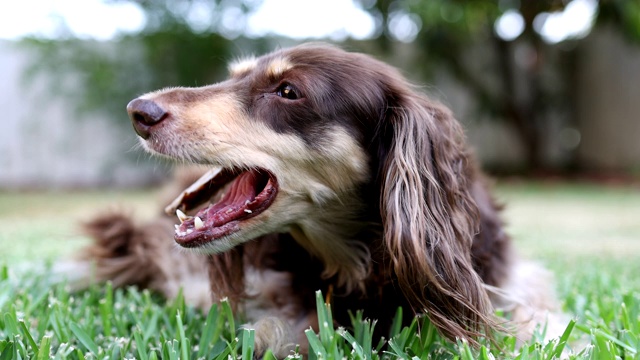 啃骨头的长毛腊肠犬视频素材