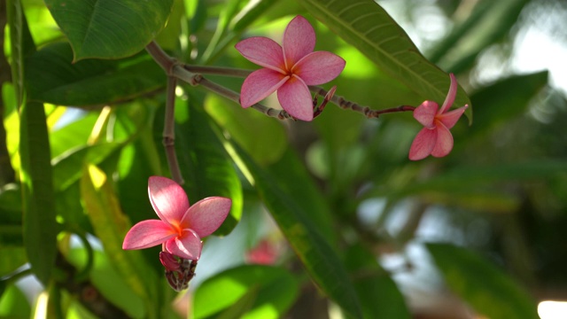 加勒比海的鸡蛋花视频素材