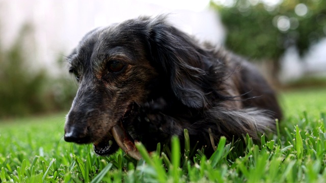 啃骨头的长毛腊肠犬视频素材