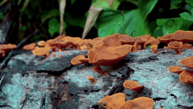 红色的蘑菇从一棵不是躺在地上的树上长出来视频素材