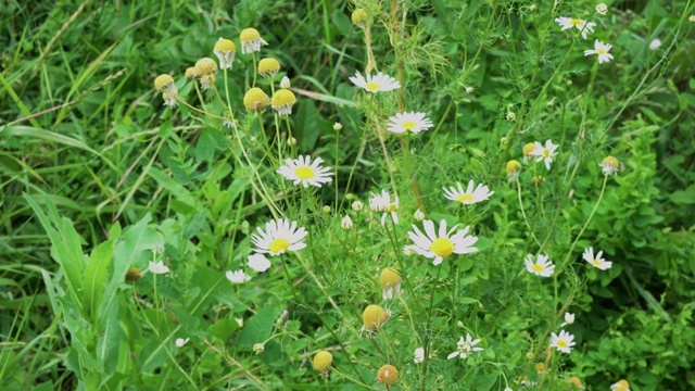 4 k。夏日里草地上的花朵在风中摇曳视频素材