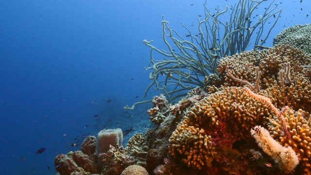 加勒比海碧绿的珊瑚礁海景/库拉索岛，有鱼，珊瑚和海绵视频素材