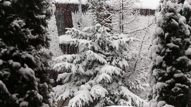 森林里有暴风雪。能见度差，天气恶劣。雪堆成长，飘落的雪花，雪花。视频素材