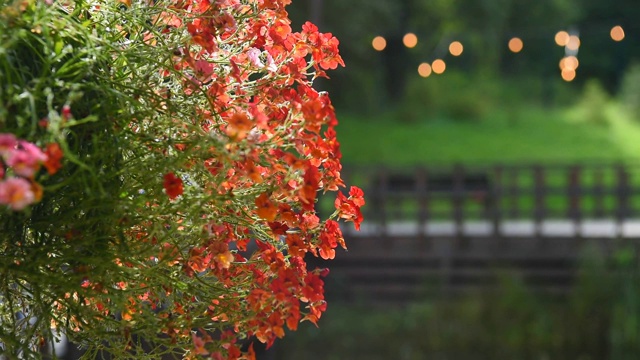 矮牵牛花在风景公园里。视频素材