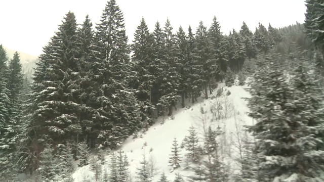 被雪覆盖的针叶树视频素材