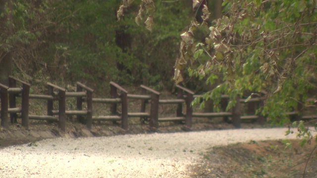 城市森林里的土路视频素材