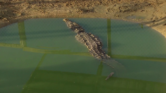 鳄鱼在水里视频素材