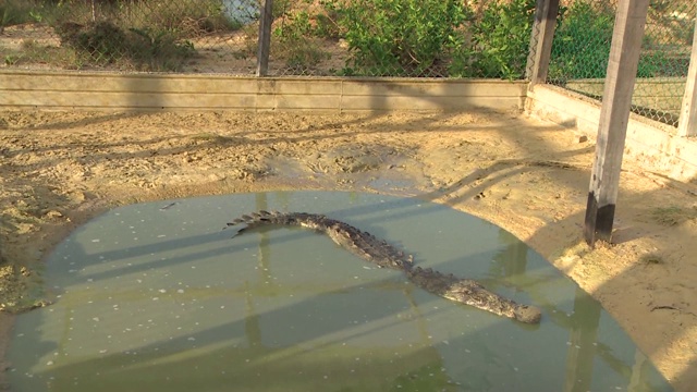 鳄鱼在水里视频素材