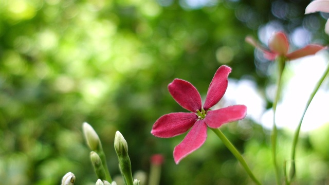 树上的萍花，仰光攀缘视频素材