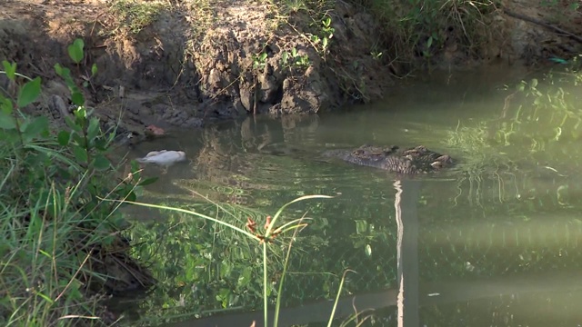 水下鳄鱼视频素材