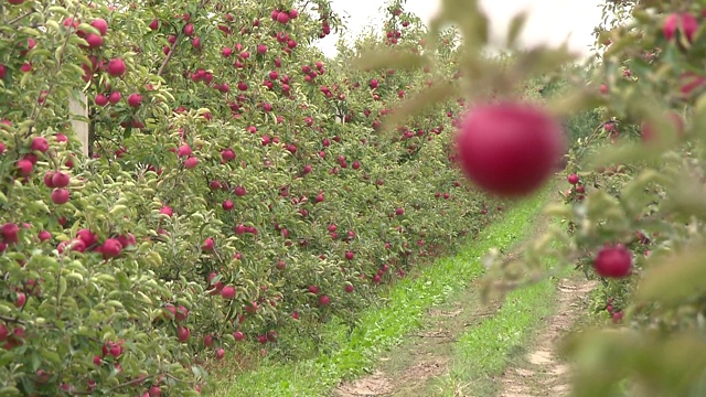 苹果树果园视频素材