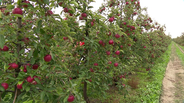 苹果园里的拖拉机视频素材