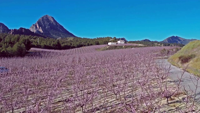 西班牙穆尔西亚地区Cieza La Torre的桃花视频素材