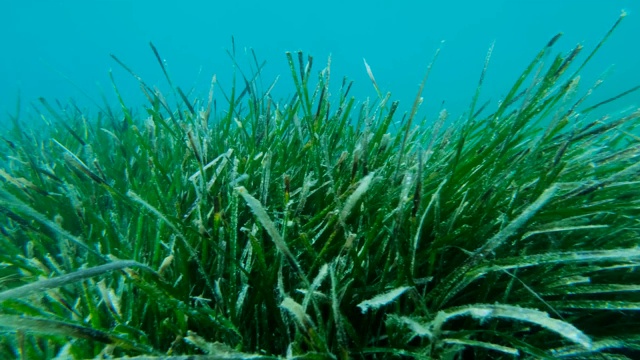 蓝色水域背景上浓密的海草草丛。镜头移到左边。普通鳗草，海葵或矮鳗草。亚得里亚海，黑山，欧洲视频素材