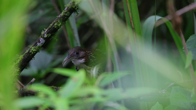 一对成年大弯刀喋喋不休者(hypogenys hypoleucos)视频素材