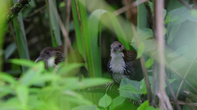 一对成年大弯刀喋喋不休者(hypogenys hypoleucos)视频素材