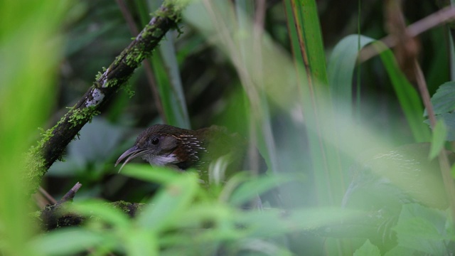 一对成年大弯刀喋喋不休者(hypogenys hypoleucos)视频素材