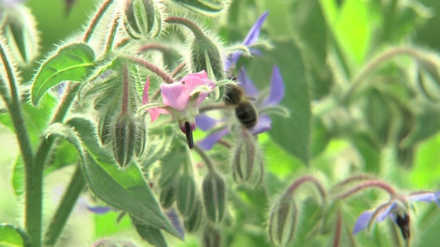 蜜蜂授粉的植物视频素材