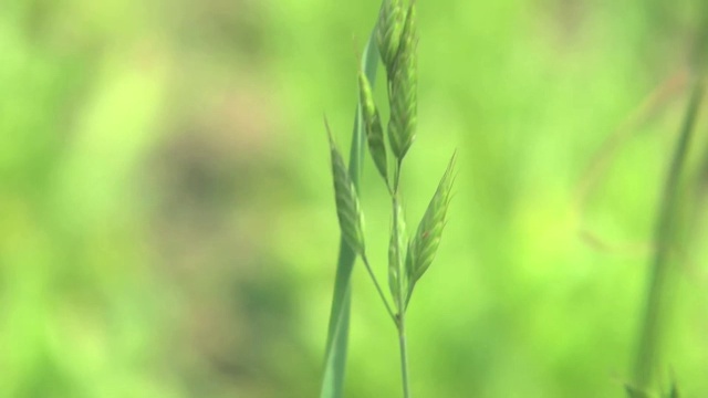 穗和草叶视频素材