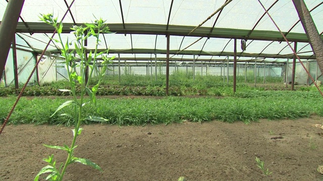 温室里的香草视频素材