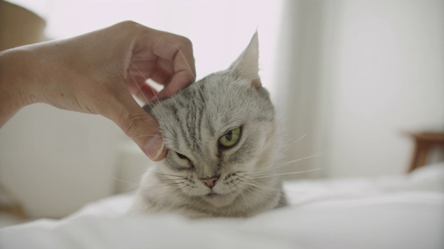 躺在床上，用手抚摸一只可爱的小猫。视频素材