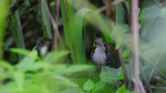 一对成年大弯刀喋喋不休者(hypogenys hypoleucos)视频素材