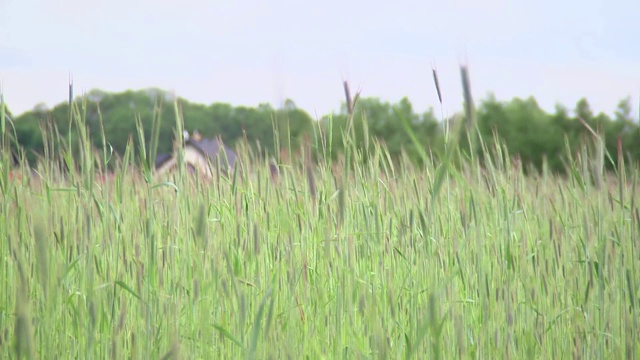 草穗和草叶视频素材