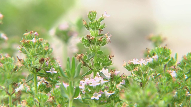 开出百里香的花视频素材