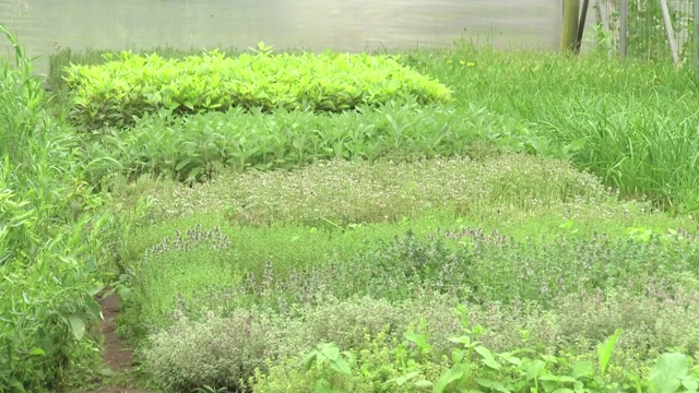 草本植物的温室视频素材