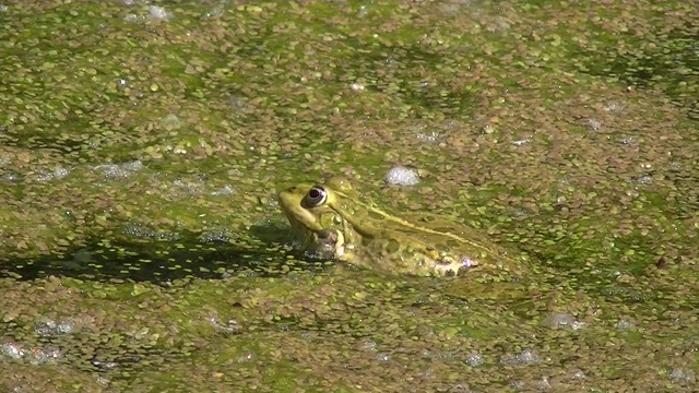 近距离的青蛙呱呱在水覆盖着浮萍，Pelophylax esculentus或Teichfrosch视频素材