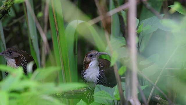 一对成年大弯刀喋喋不休者(hypogenys hypoleucos)视频素材