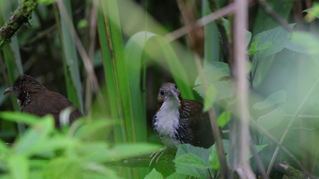 一对成年大弯刀喋喋不休者(hypogenys hypoleucos)视频素材