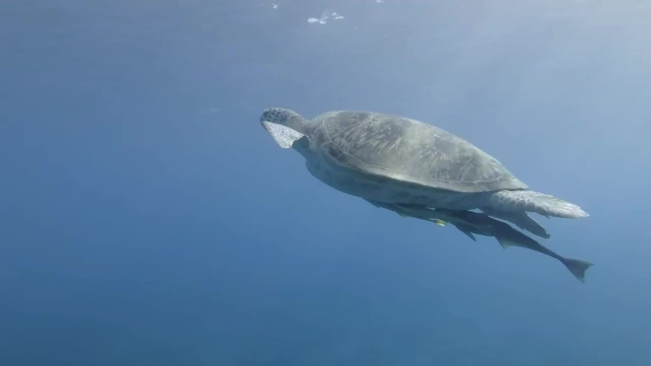 慢镜头，大海龟(Chelonia mydas)和两只在壳下的鮣鱼(Echeneis naucrates)在阳光下的蓝色海水下慢慢地游动，深呼吸并潜入水中。埃及红海视频素材