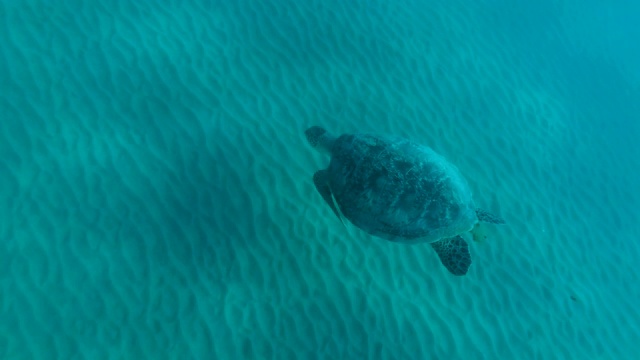 慢镜头中，大绿海龟(Chelonia mydas)慢慢地游向沙质海床。高角度拍摄，红海，埃及视频素材