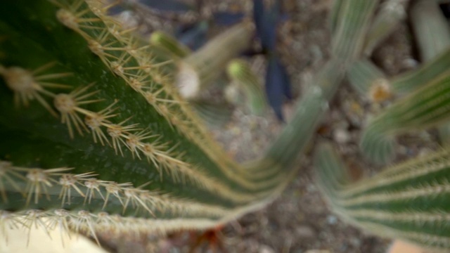 花盆上仙人掌的白色穗状花序视频素材