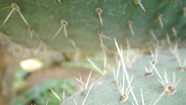 绿色仙人掌的尖刺视频素材