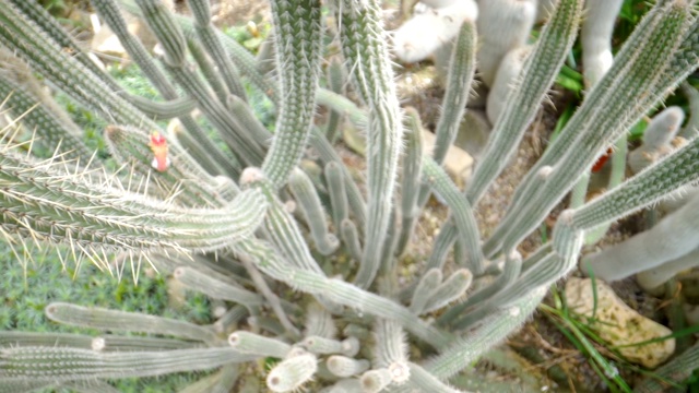 俯瞰花园中绿色的仙人掌植物视频素材