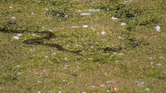 年轻的草蛇在池塘里游泳和潜水在覆盖着浮萍，natrix natrix或Ringelnatter视频素材