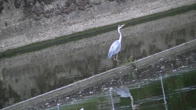 走在木板上捕鱼的苍鹭，Ardea cinerea或Graureiher视频素材