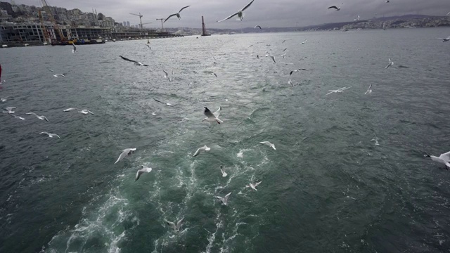 海鸥视频素材