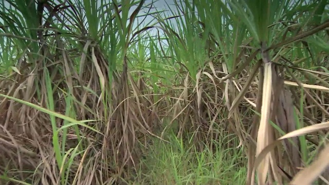 穿过绿色的田野视频素材