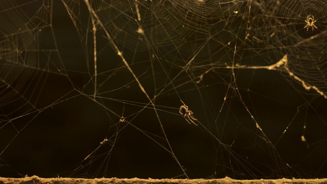 圆网蜘蛛视频素材
