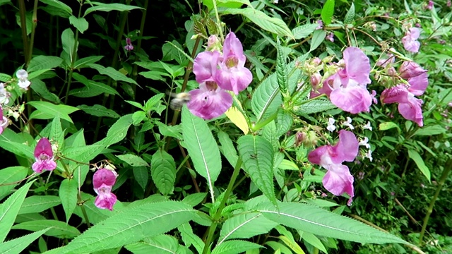 喜马拉雅凤仙花(凤仙花)上的大黄蜂。视频素材